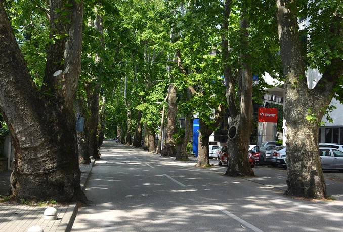 Mostar: Sprema se sanitarna sječa sasušenih platana