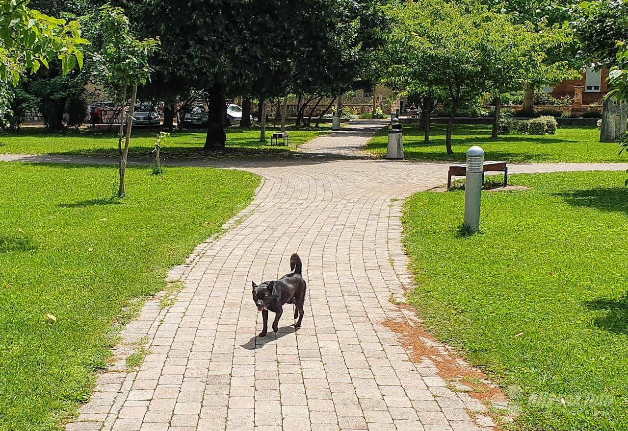 Ovo je 7 opasnih bolesti koje se lako s psećeg izmeta prenose na čovjeka