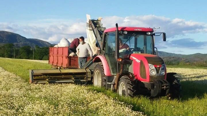 BiH počinje izvoziti organsku industrijsku konoplju