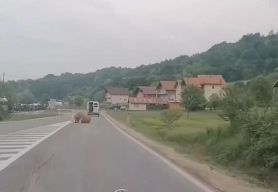 Ispala krava