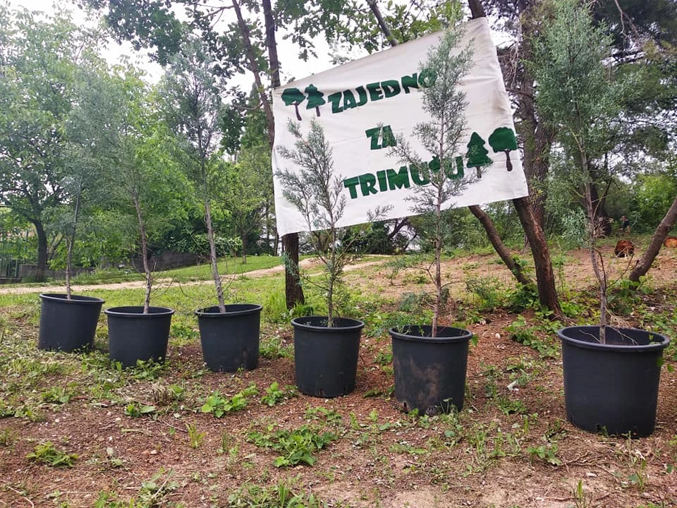 Trimuša dobiva arizonske čemprese