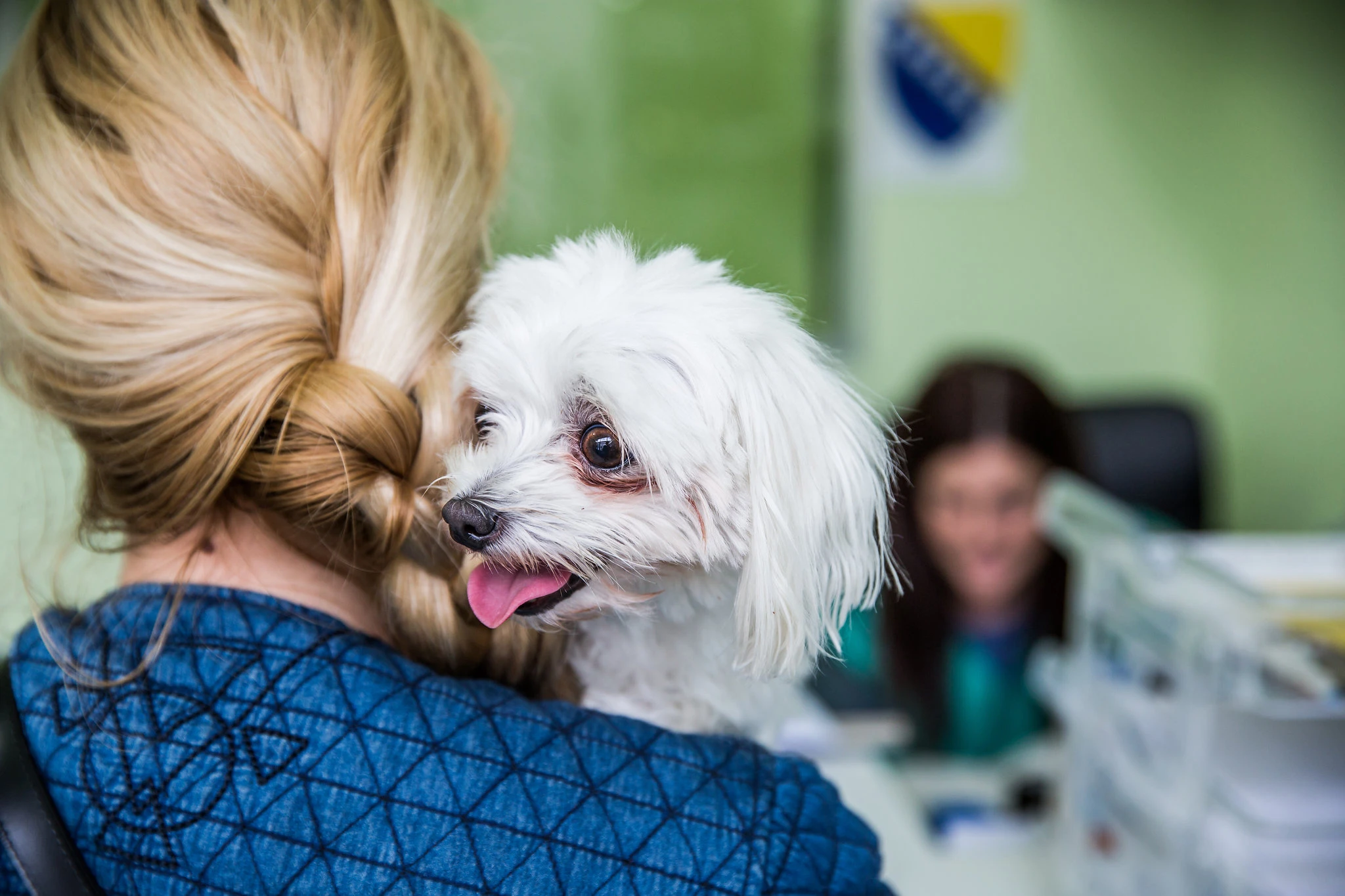 Dogs Trust nakon ublažavanja mjera počinje sa otvaranjem ranije suspendovanih programa