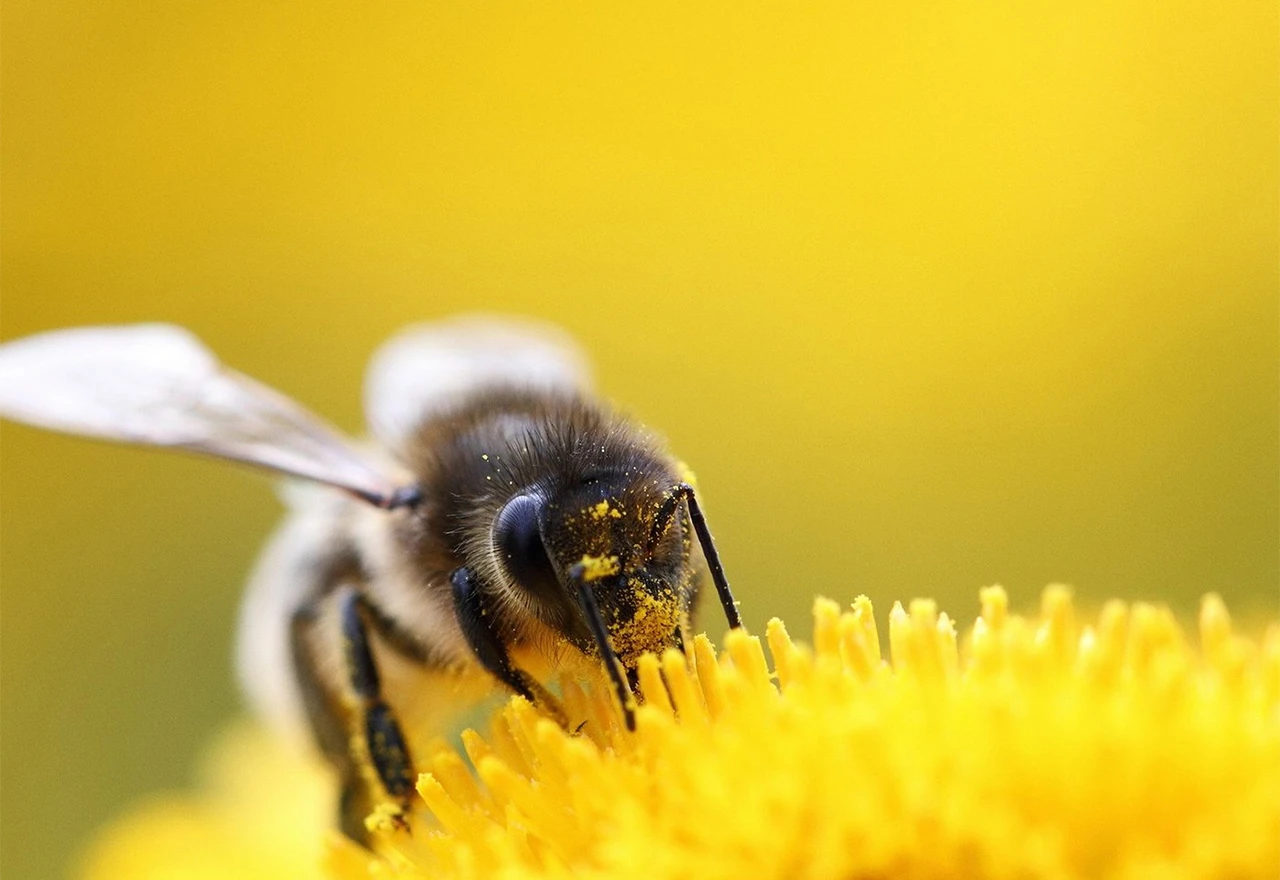 EU želi prepoloviti uporabu pesticida do 2030. godine