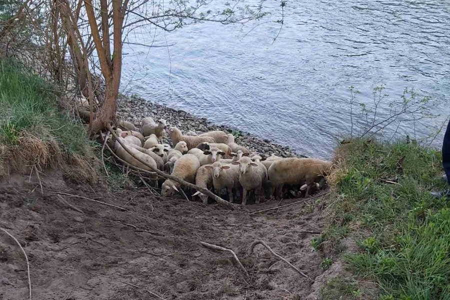 'Pali' s janjcima između Srbije i BiH