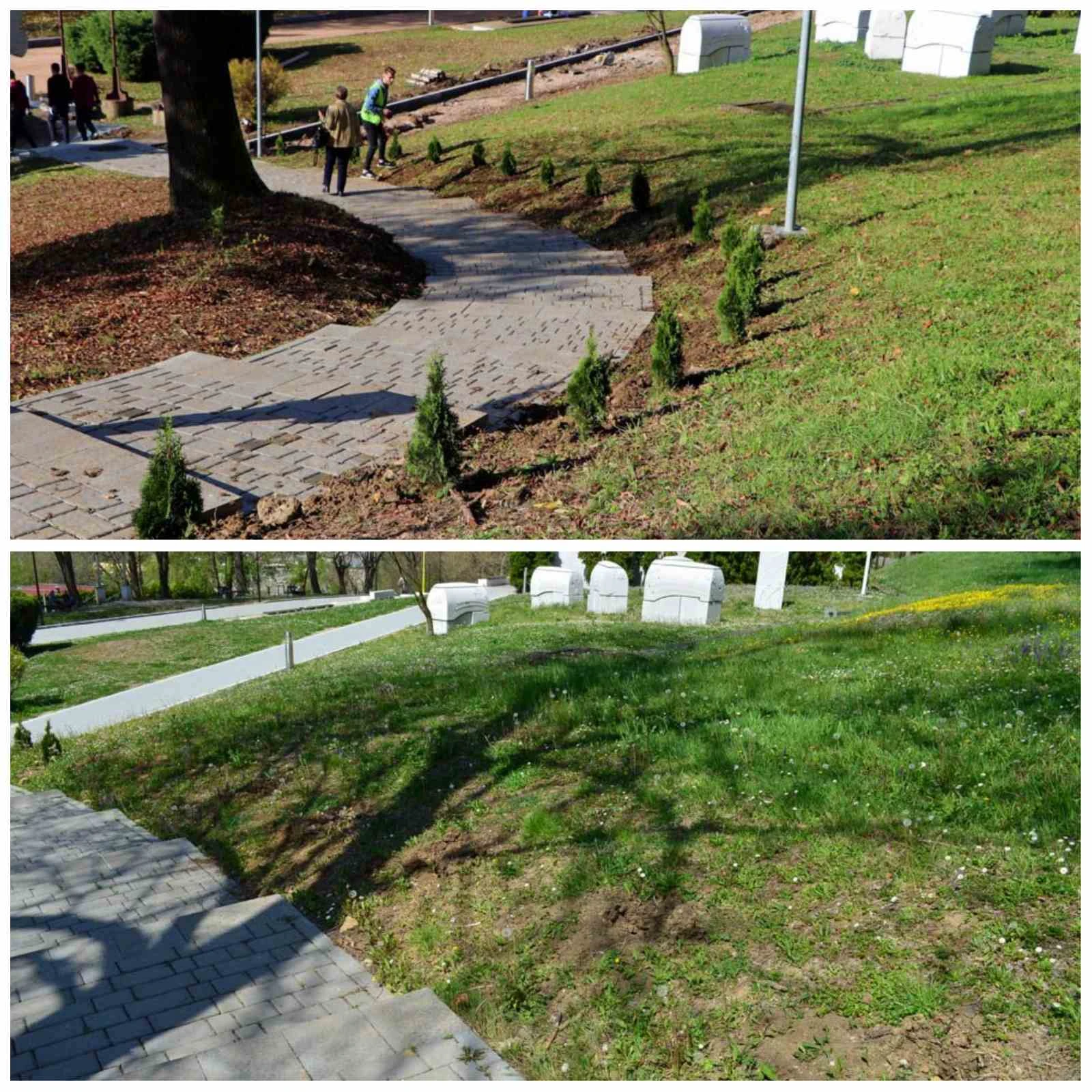 Vandalizam: Iščupano 37 od 40 zasađenih sadnica