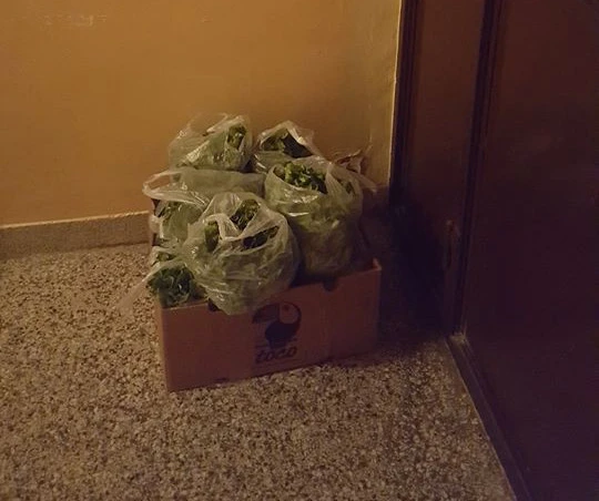 Čapljinac poklonio sugrađanima salatu koju je proizveo 