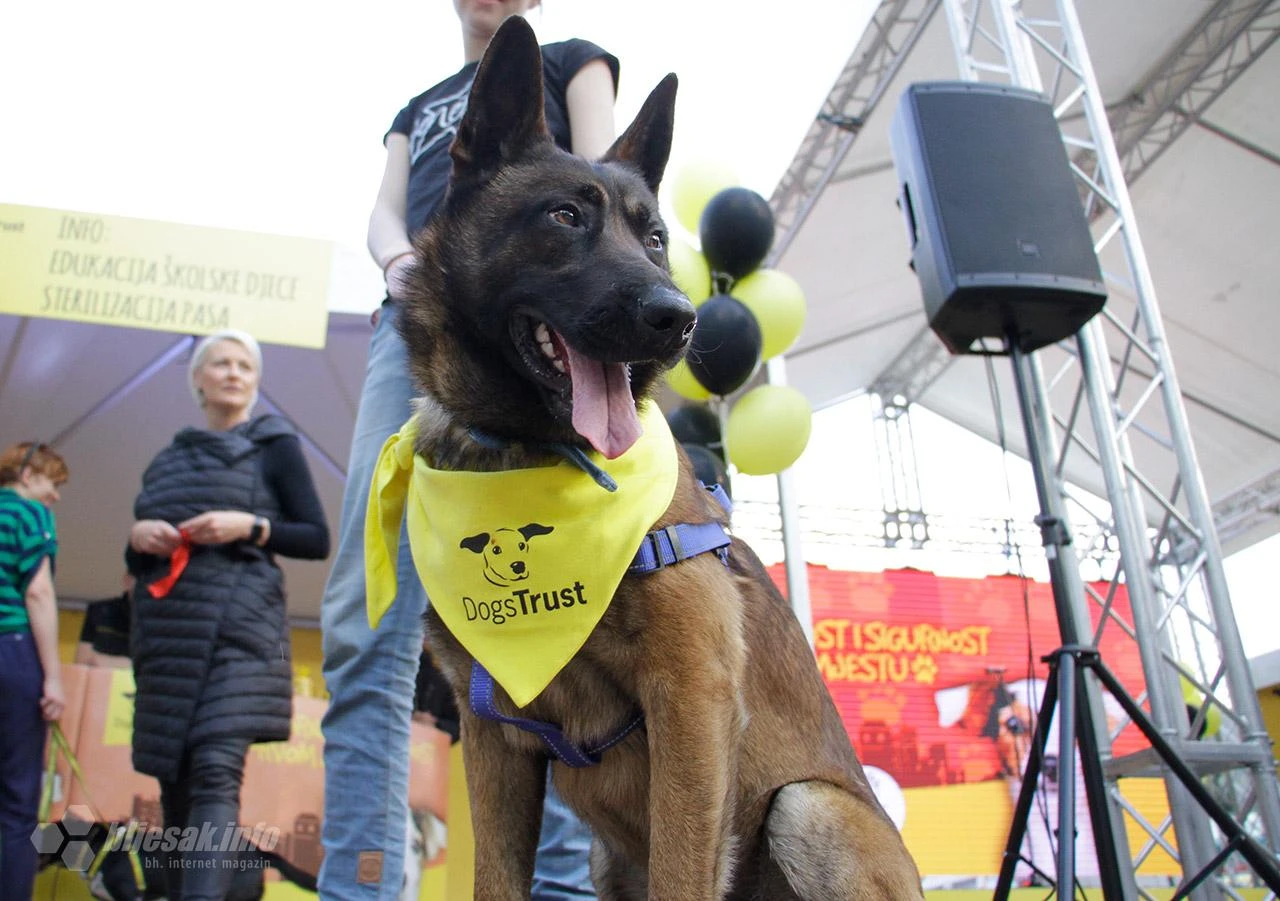 Dogs Trust u BiH zbog koronavirusa obustavlja sve programe do daljnjeg