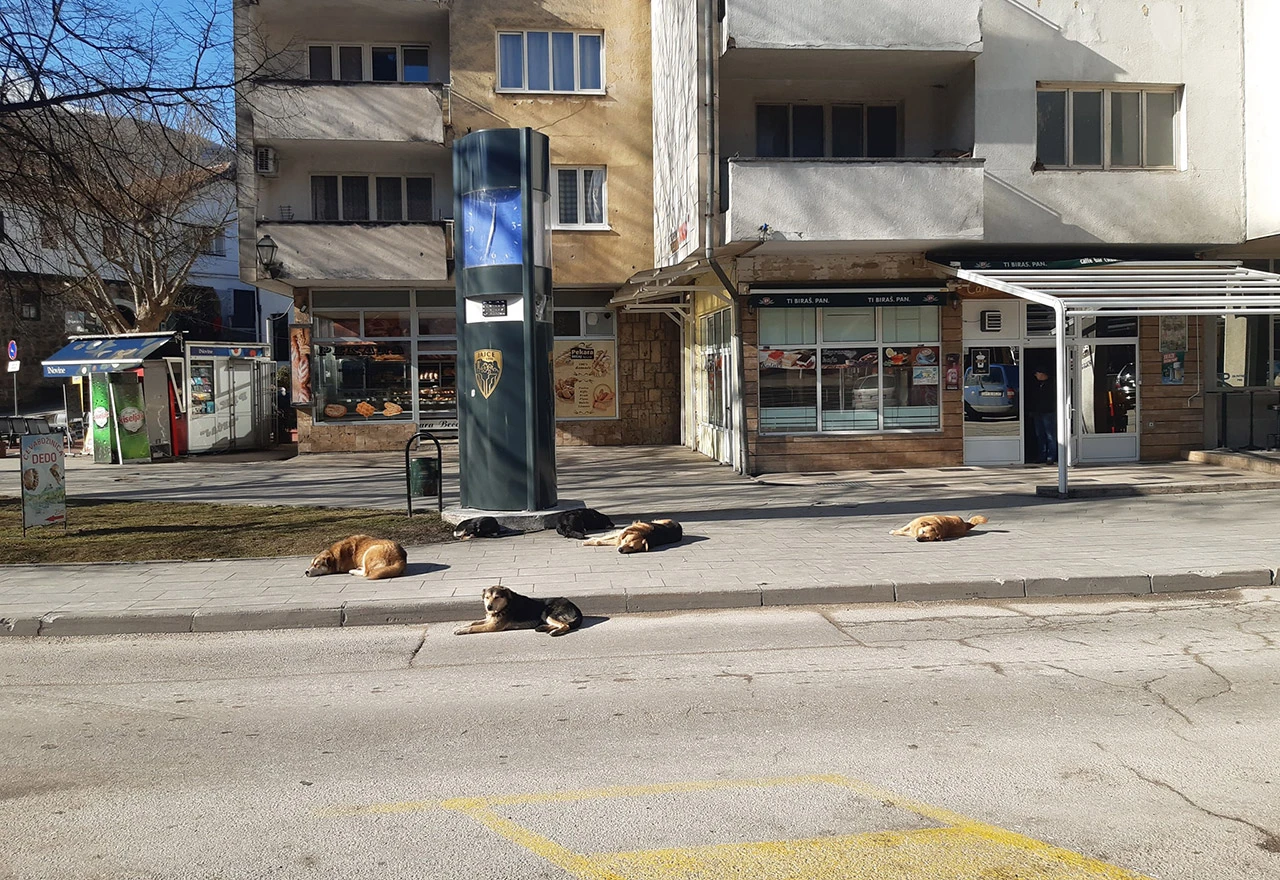 Manijak u gradu: Masovno trovanje pasa