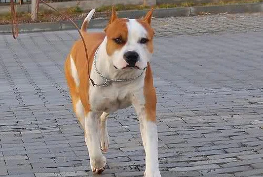 Pas ugrizao ženu u Mostaru, dijete u Čapljini