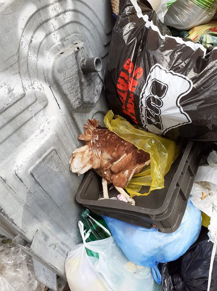 Komunalci odmah ujutro kreću s odvozom smeća; Čekaju ih i mrtve kokoške