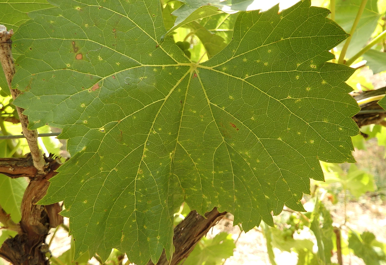 Crna pjegavost sve češća u hercegovačkim vinogradima
