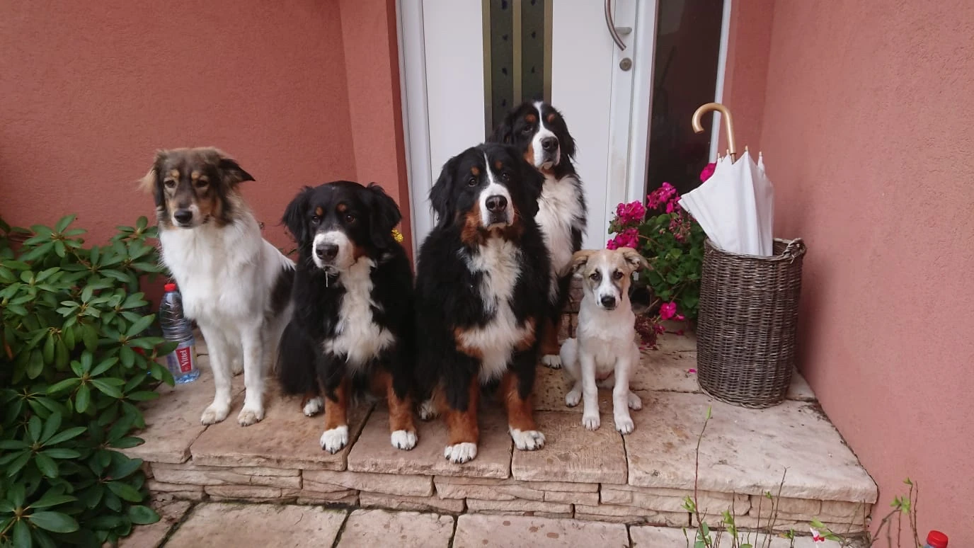 Animal Care Centar slavi prvi rođendan