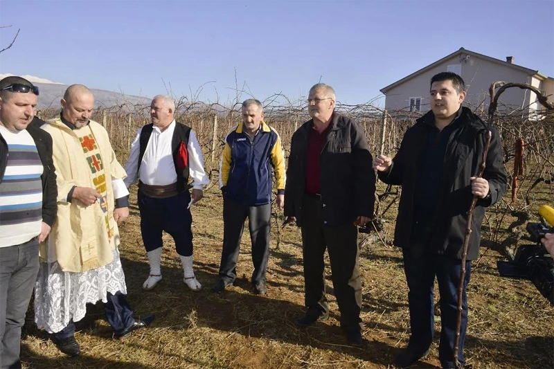 Manifestacijom 'Vincekovo' obilježit će se početak rezidbe vinove loze