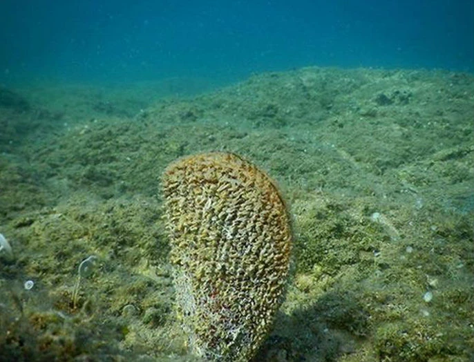Zabilježen pomor periski na ušću Neretve