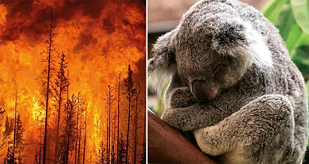 U požarima u Australiji uginulo 8.400 koala
