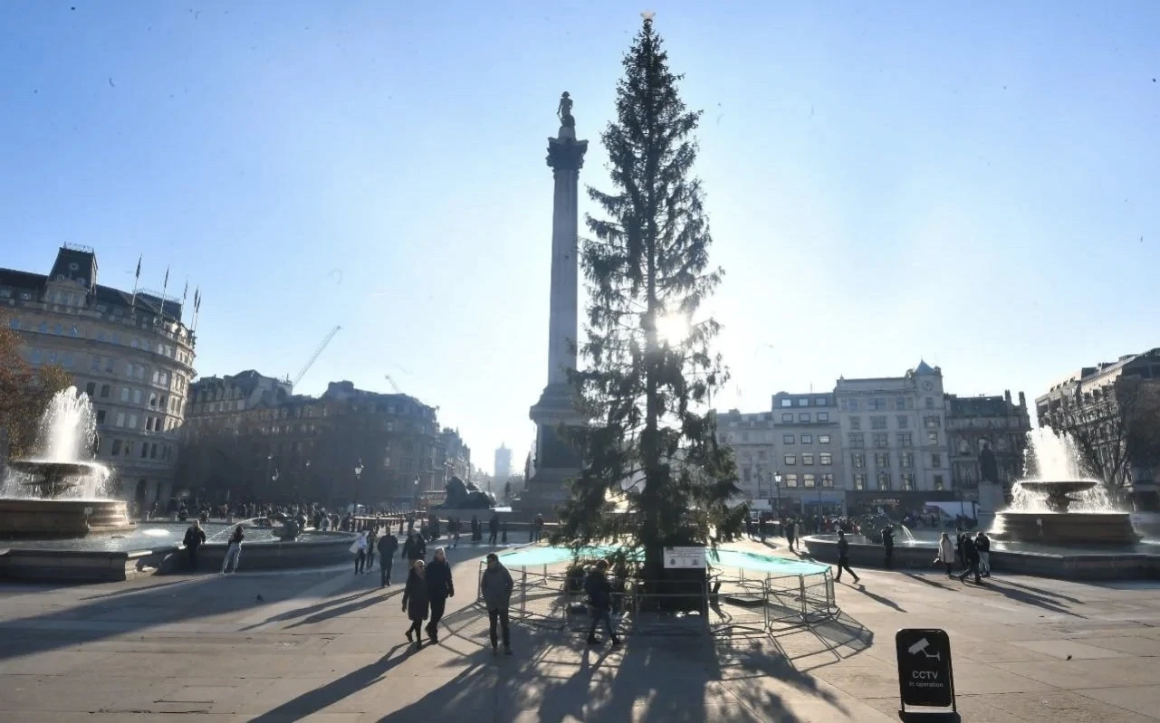 I London ima svoje otužno drvo