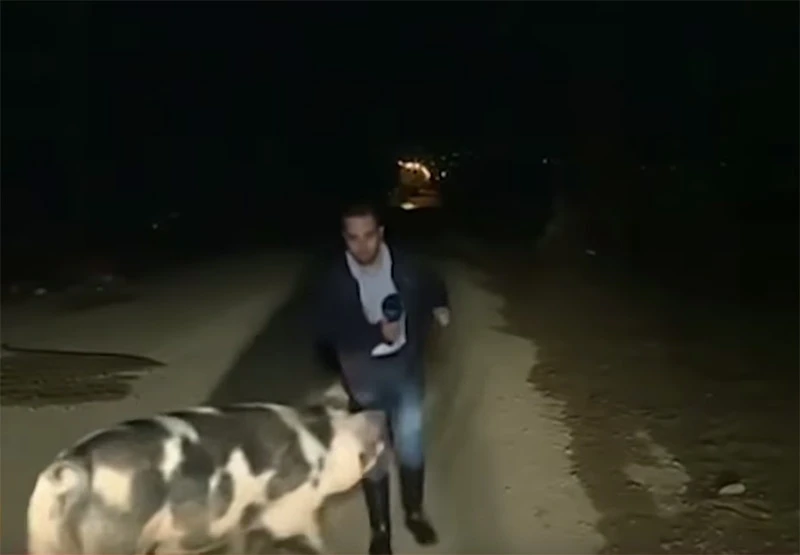 Novinara napala svinja pred kamerama