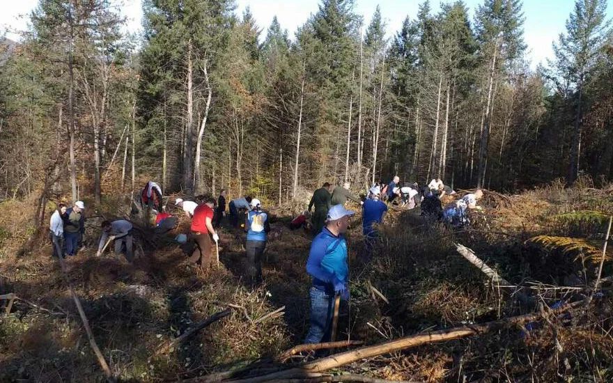 Bankari stvaraju nove šumske površine