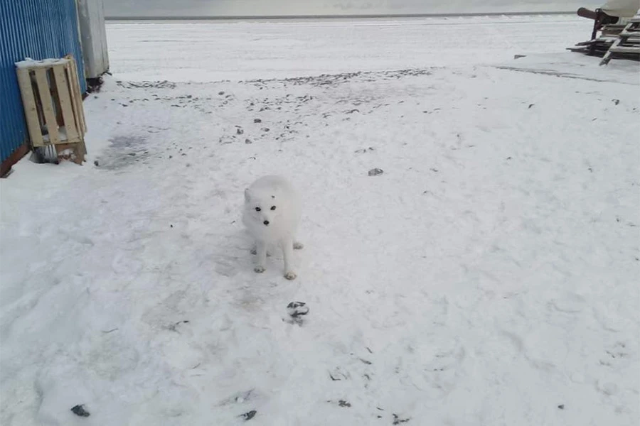 Polarne lisice atrakcija u ruskim gradovima