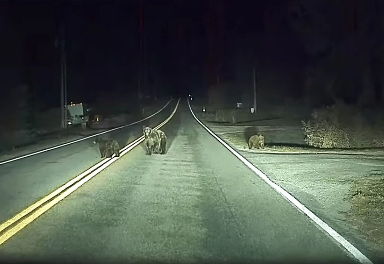 Teslin autopilot spasio vozača od medvjeda na cesti