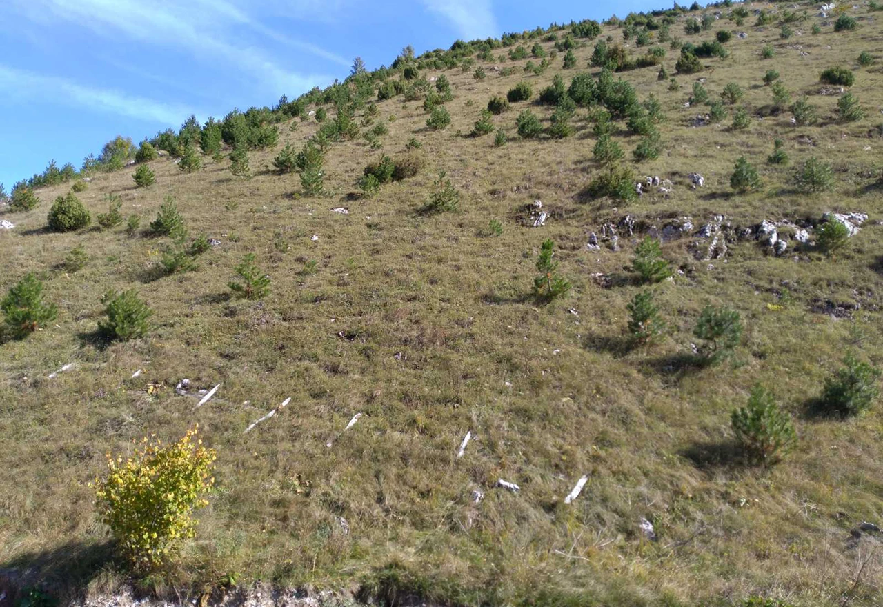 Na Bjelašnici pošumnjeno 165 hektara površine
