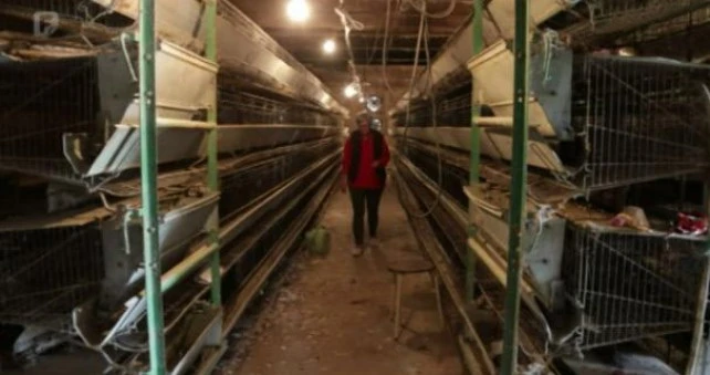 HBŽ: Uništena farma koka zbog salmonele, vlasnici ogorčeni