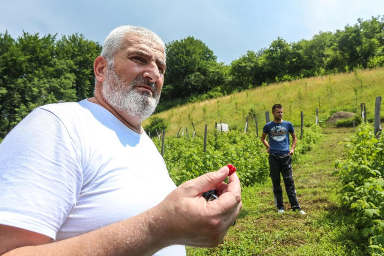Borački novac nestao u arapskom malinjaku