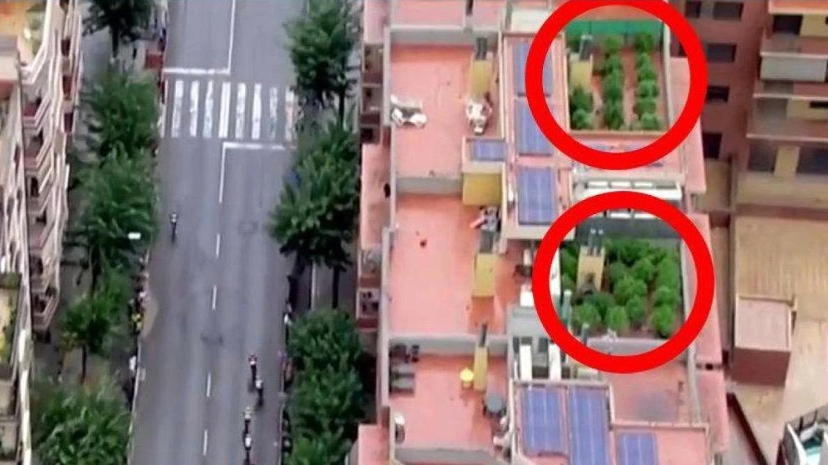 Biciklistička utrka otkrila plantažu marihuane "skrivenu" na krovu zgrade
