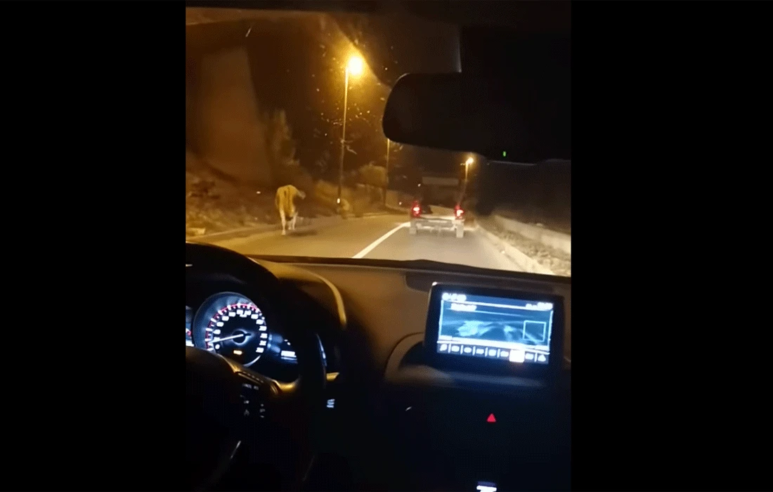 Hrvatska: Vukao kravu privezanu za automobil