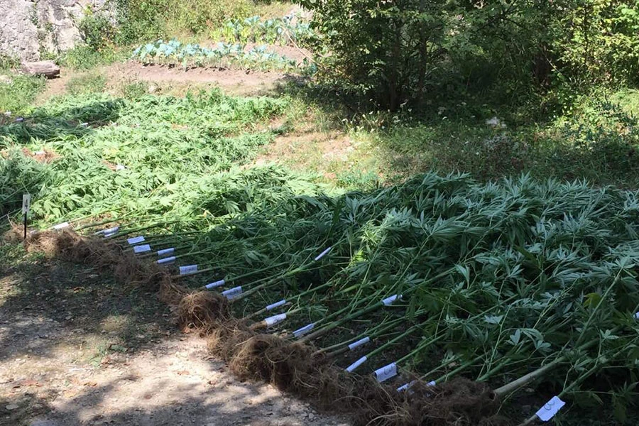 U Posušju otkrivena plantaža trave: Uhićen dok je zalijevao biljke