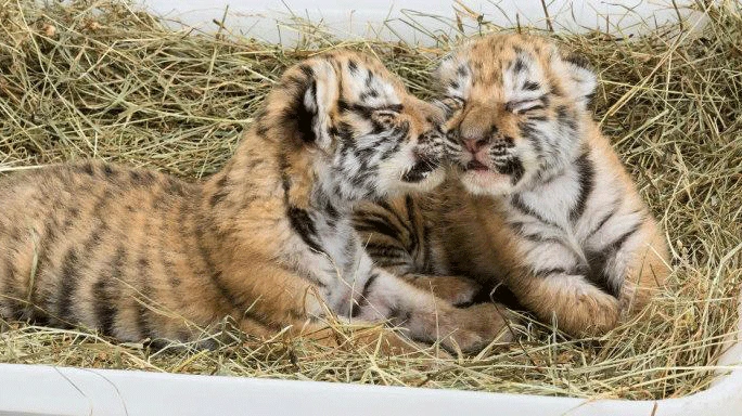 Bečki zoološki vrt postao privremeni smještaj za dvije bebe tigrova
