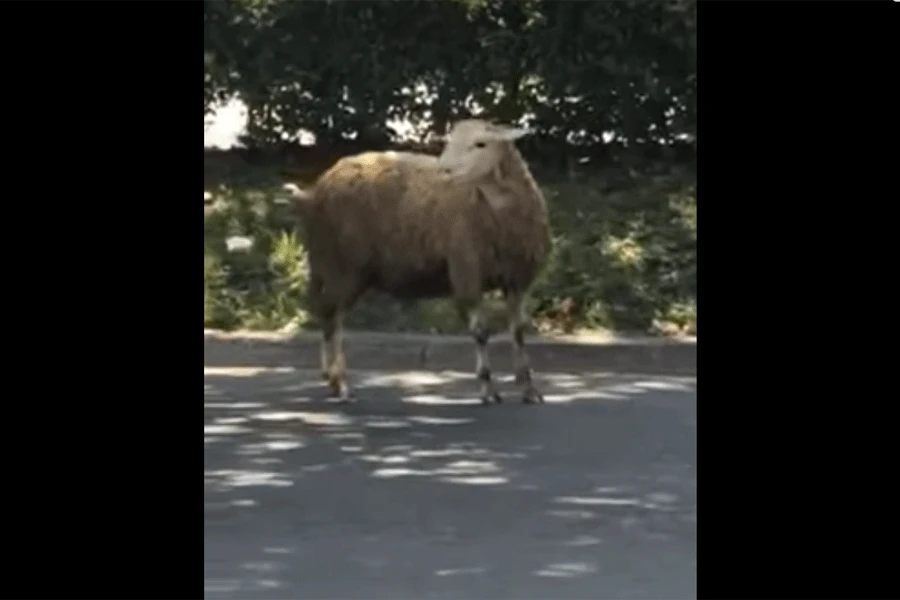VIDEO|Čovjek ganjao odbjeglu ovcu po ulicama Sarajeva