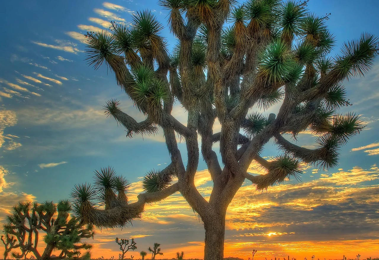Nestat će Joshua Tree