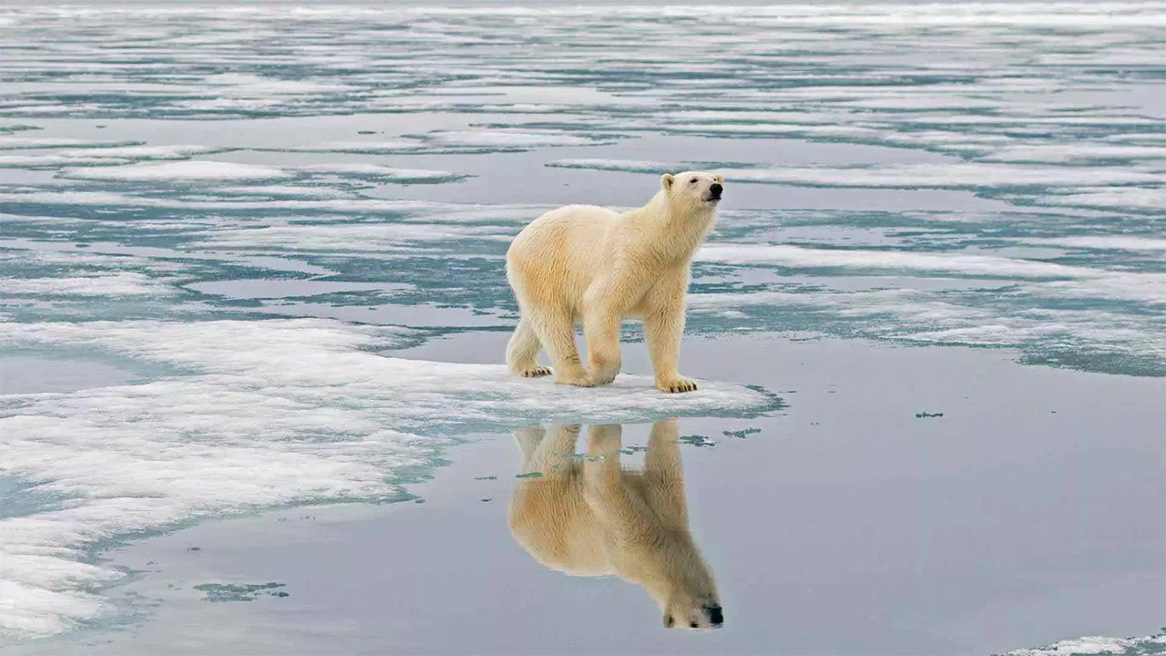 Muškarcu za ubojstvo polarnog medvjeda zatvor i 100.000 dolara kazne