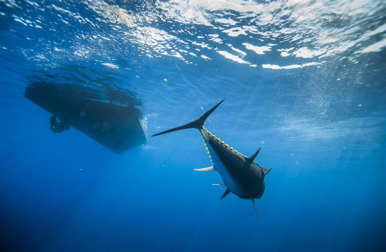 WWF: Ugroženo više od polovice vrsta morskih pasa i raža 