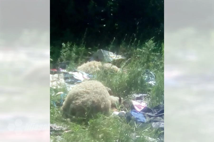 Mostar ne briga: Uginule ovce bačene pored mosta