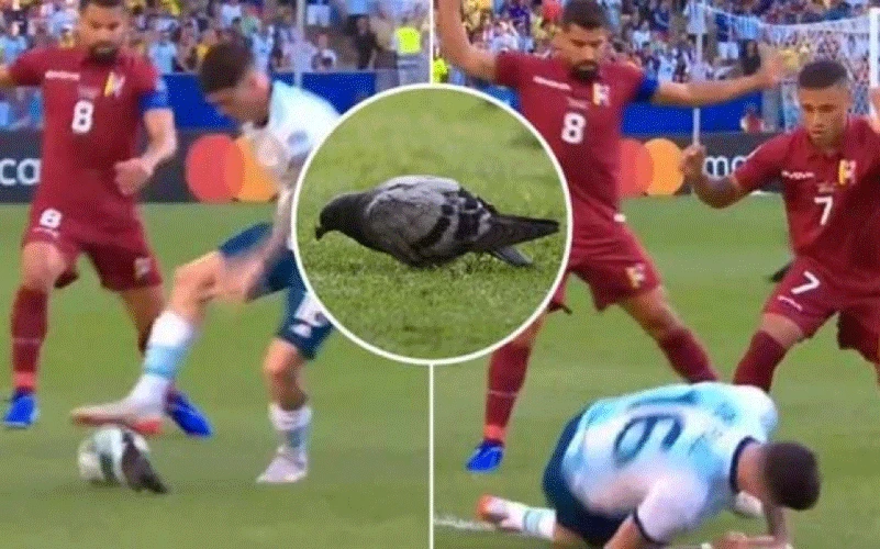 Kad te 'faulira' golub: Argentinac tražio od suca da svira prekršaj