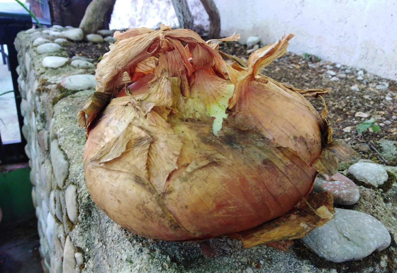 Na imanju kod Mostara glavica luka teška preko kilogram