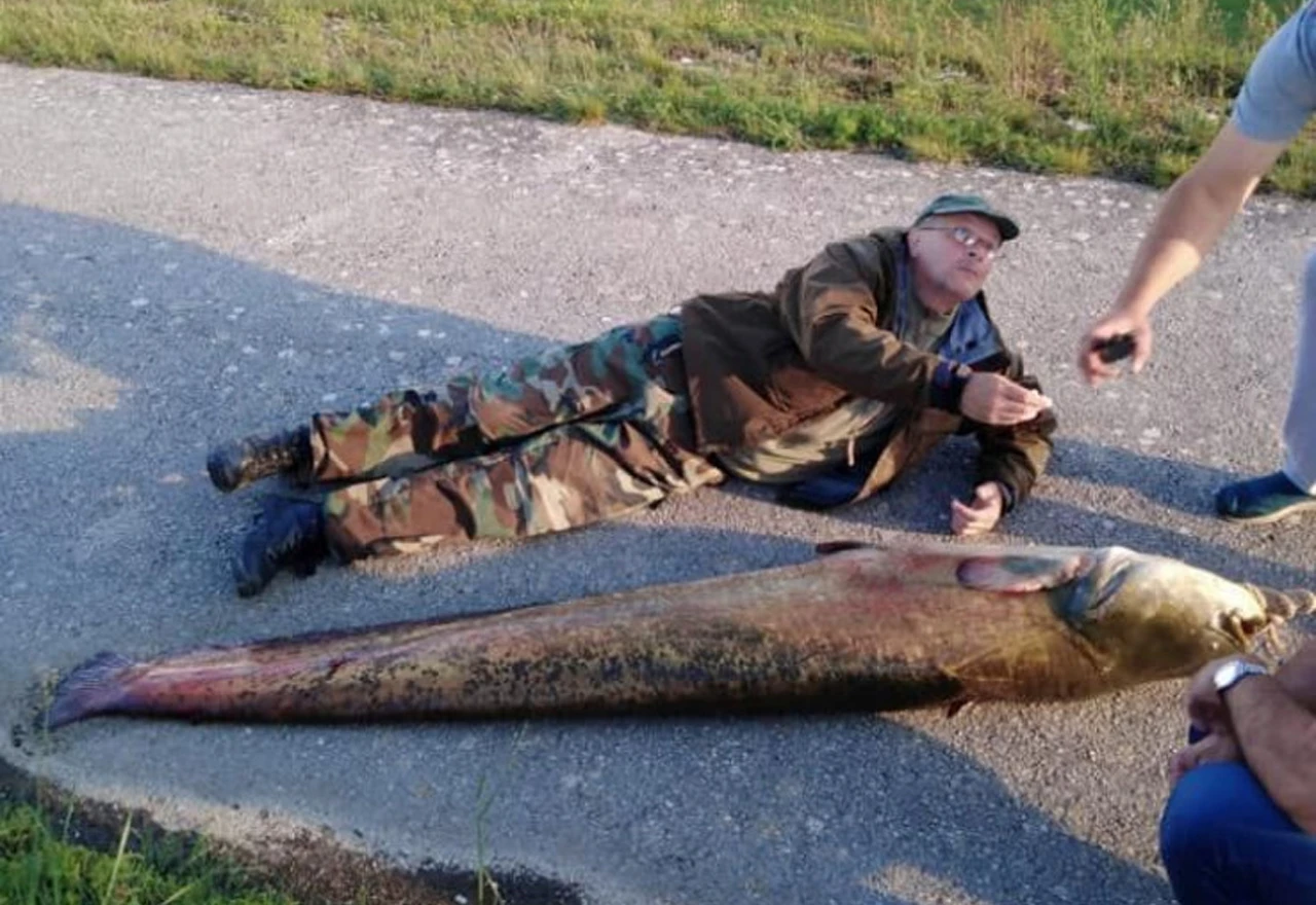Na Buškom jezeru ulovljen som težak 95 kilograma
