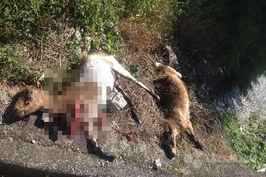 Čopor pasa napao koze u Blagaju: Četiri usmrtili, za ostalim se traga