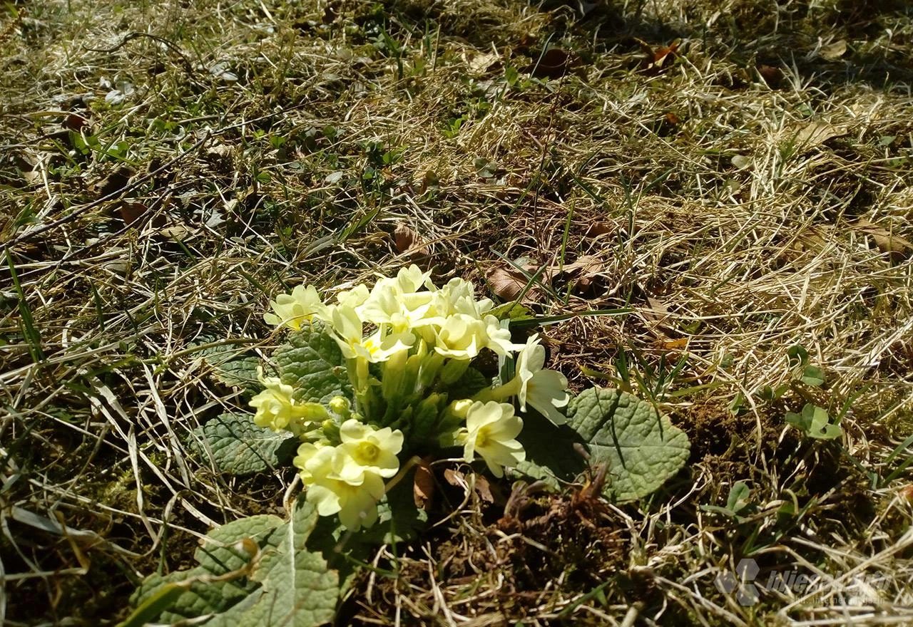 Pojma nemamo šta imamo