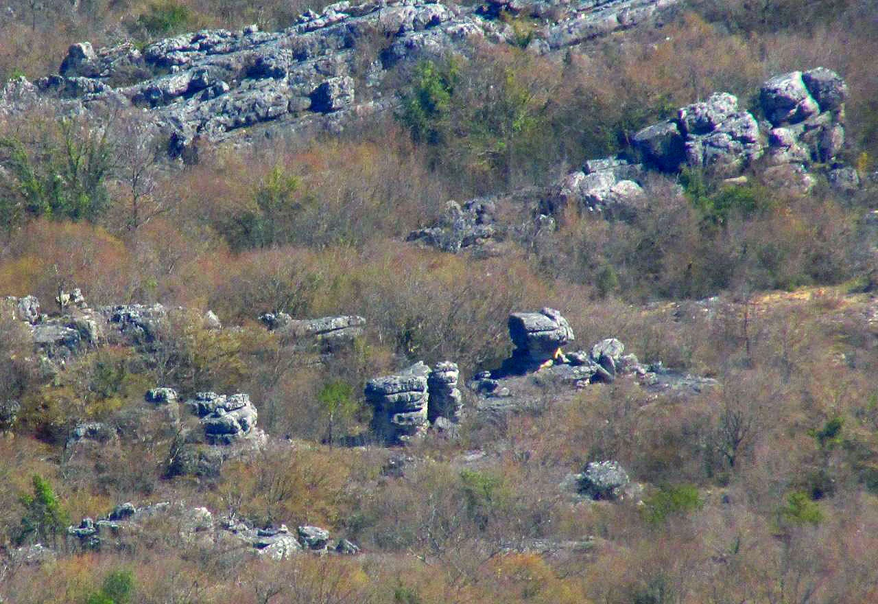 Kamene gljive 'uhvaćene' u Hercegovini