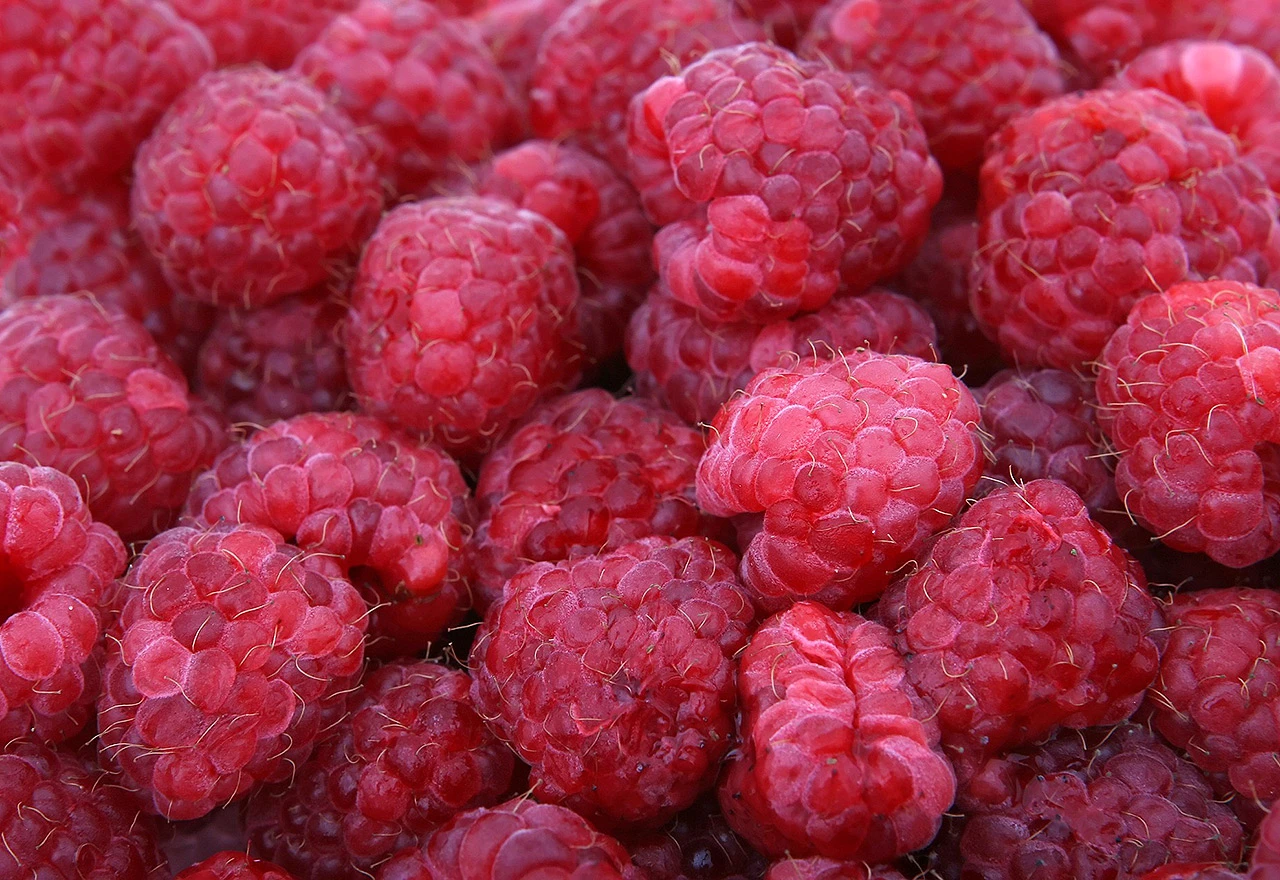 Niske cijene potopit će malinarstvo 