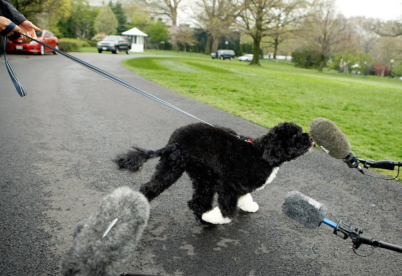 Psi se vraćaju u Bijelu kuću?