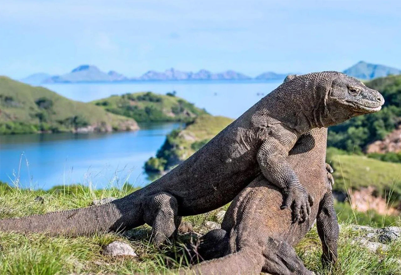 Zatvara se poznati Komodo otok