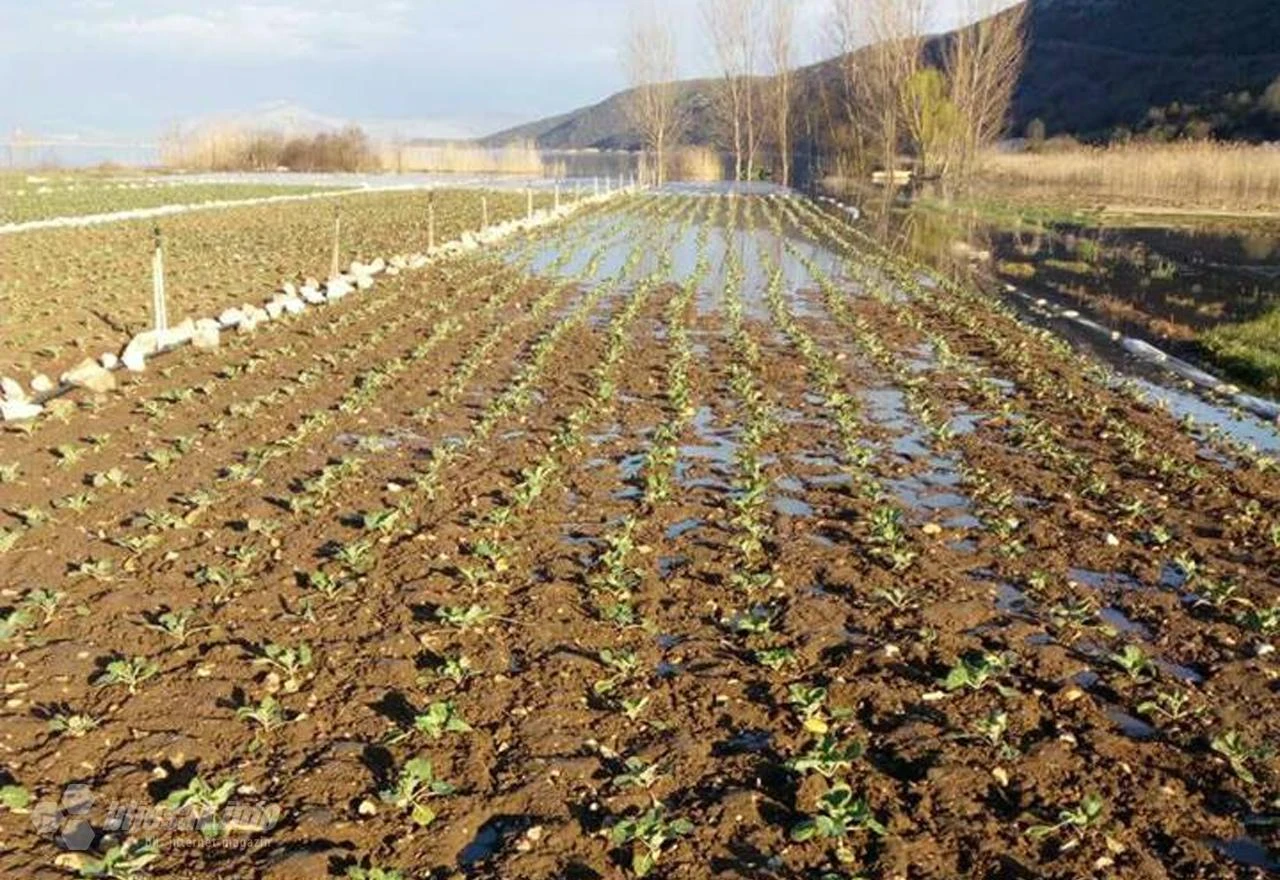 Dugotrajna kiša već šteti povrću u Hercegovini
