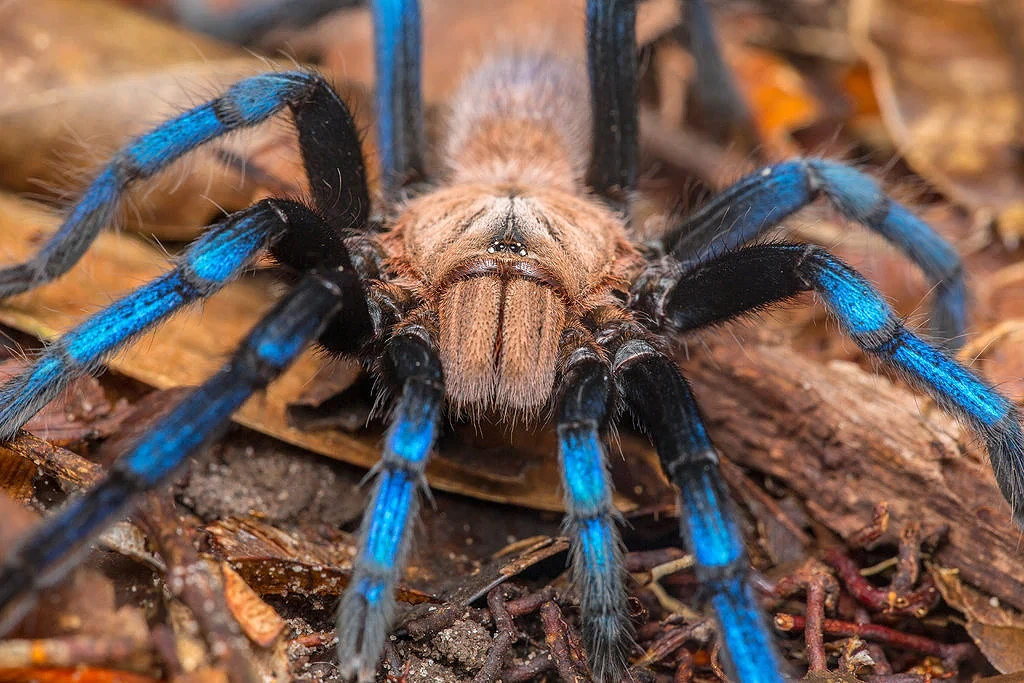 Nova vrsta tarantule je ukradena