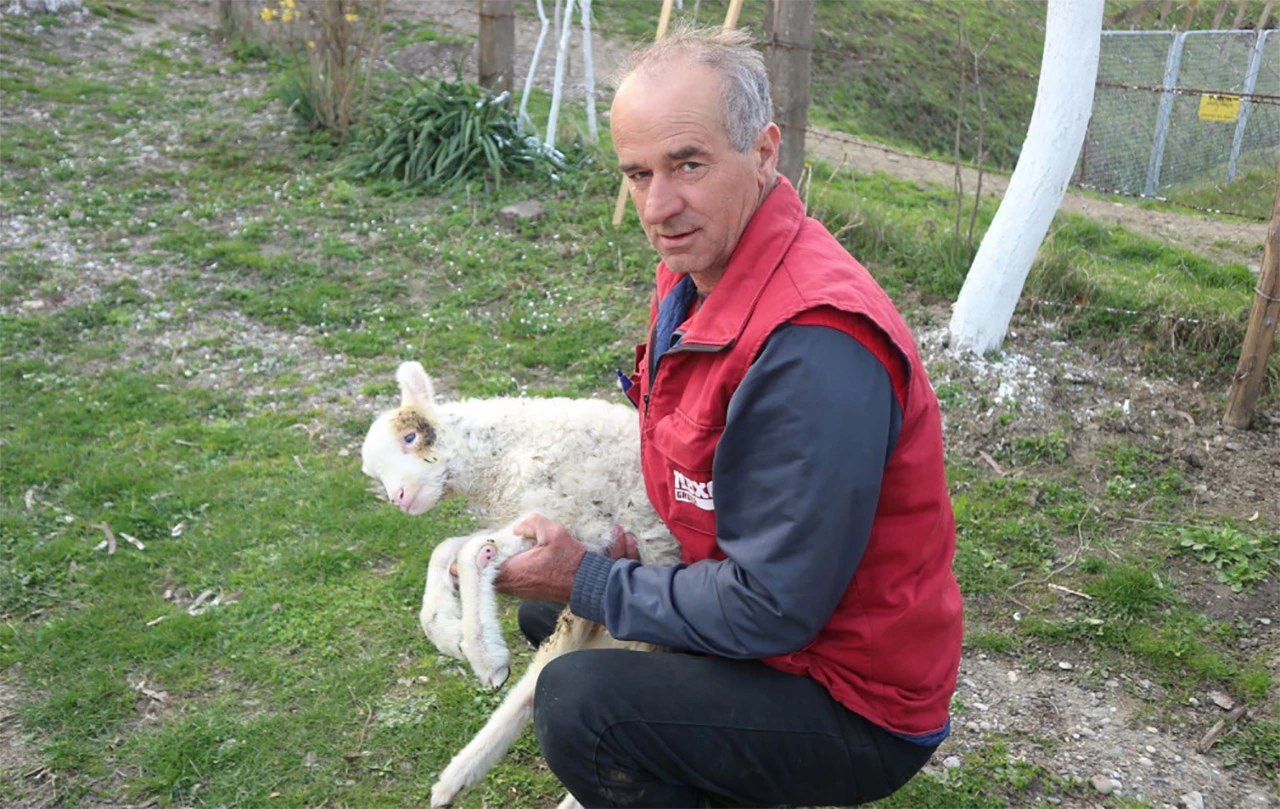 Rodilo se janje sa šest nogu