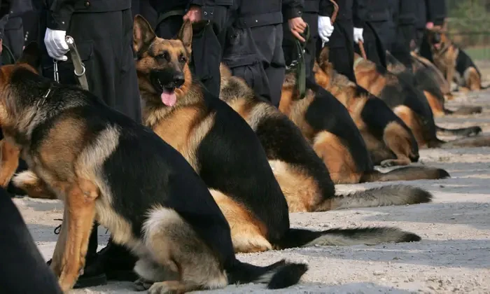 Kina klonira policijske pse - smanjuju vrijeme i novac potrebne za njihovu obuku
