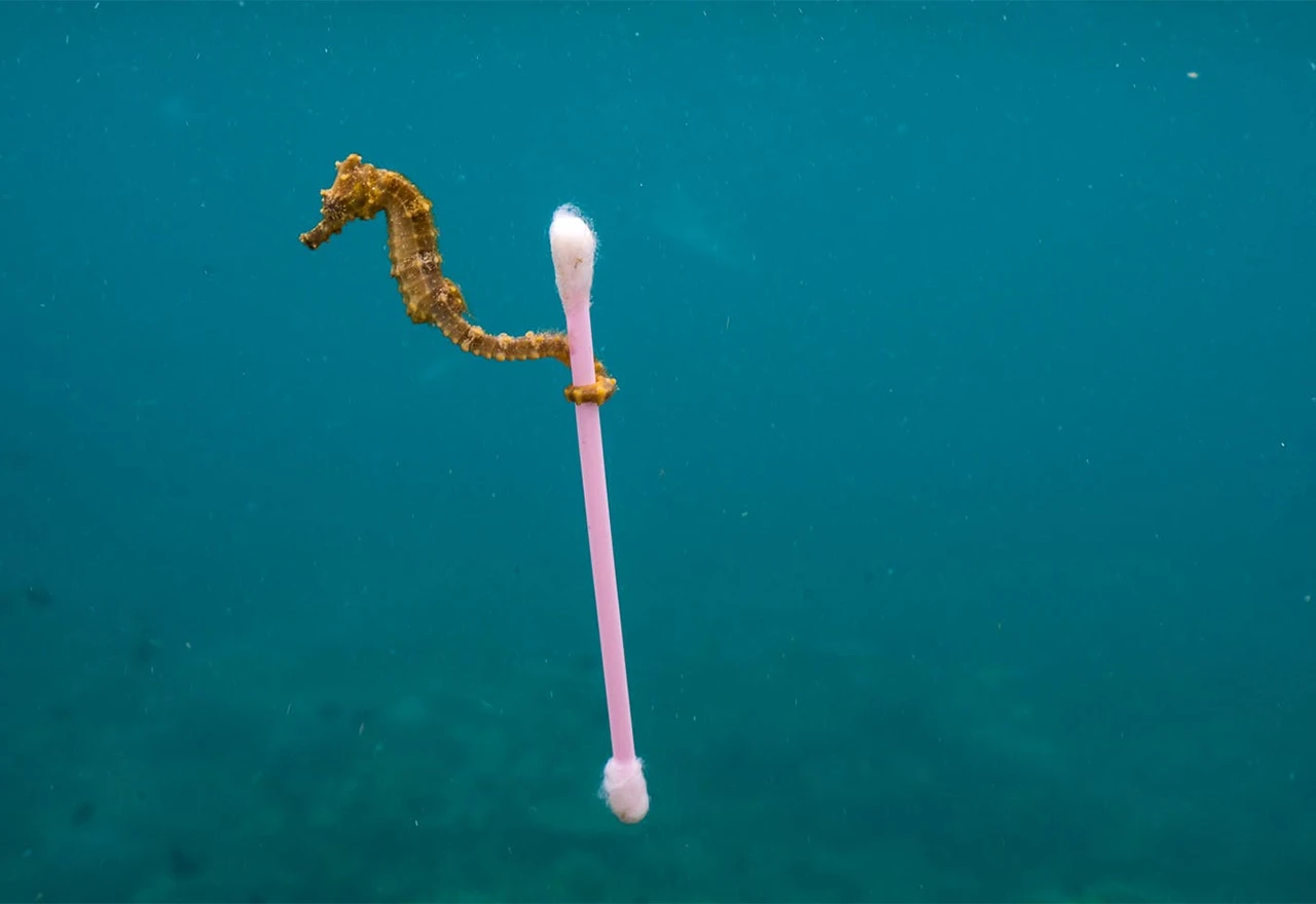 U oceanima više plastike nego ribe: Zagađenje bi moglo izazvati milijune umiranja